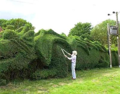 园林植物疏剪技巧